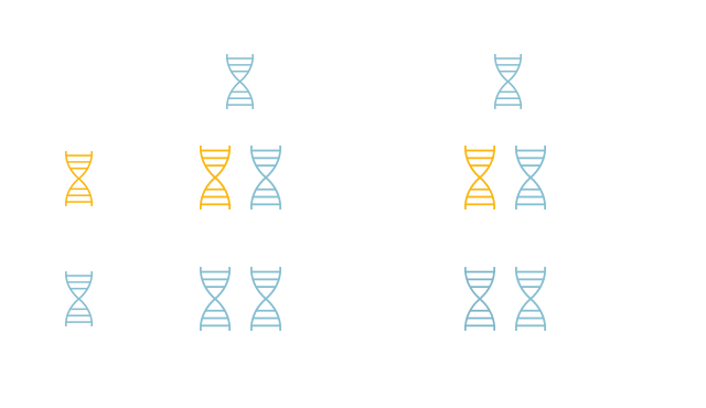 There are 4 possible C1 esterase inhibitor gene outcomes.